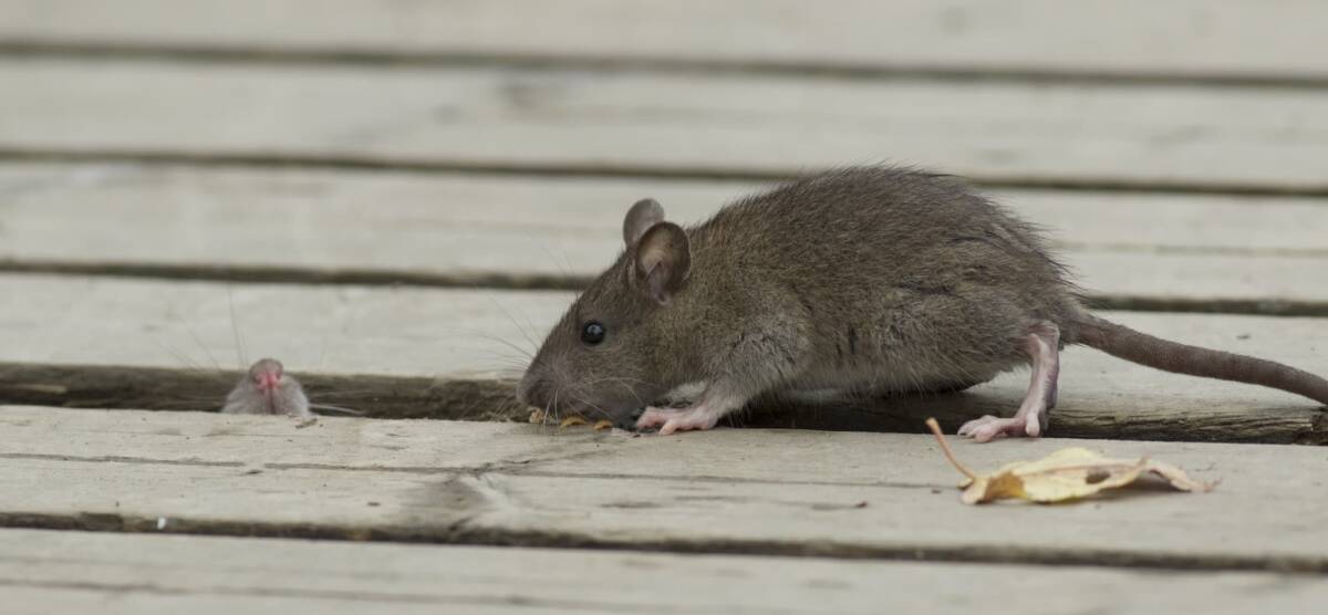 Quelles sont les différences entre un rat et une souris ? Saint-Louis