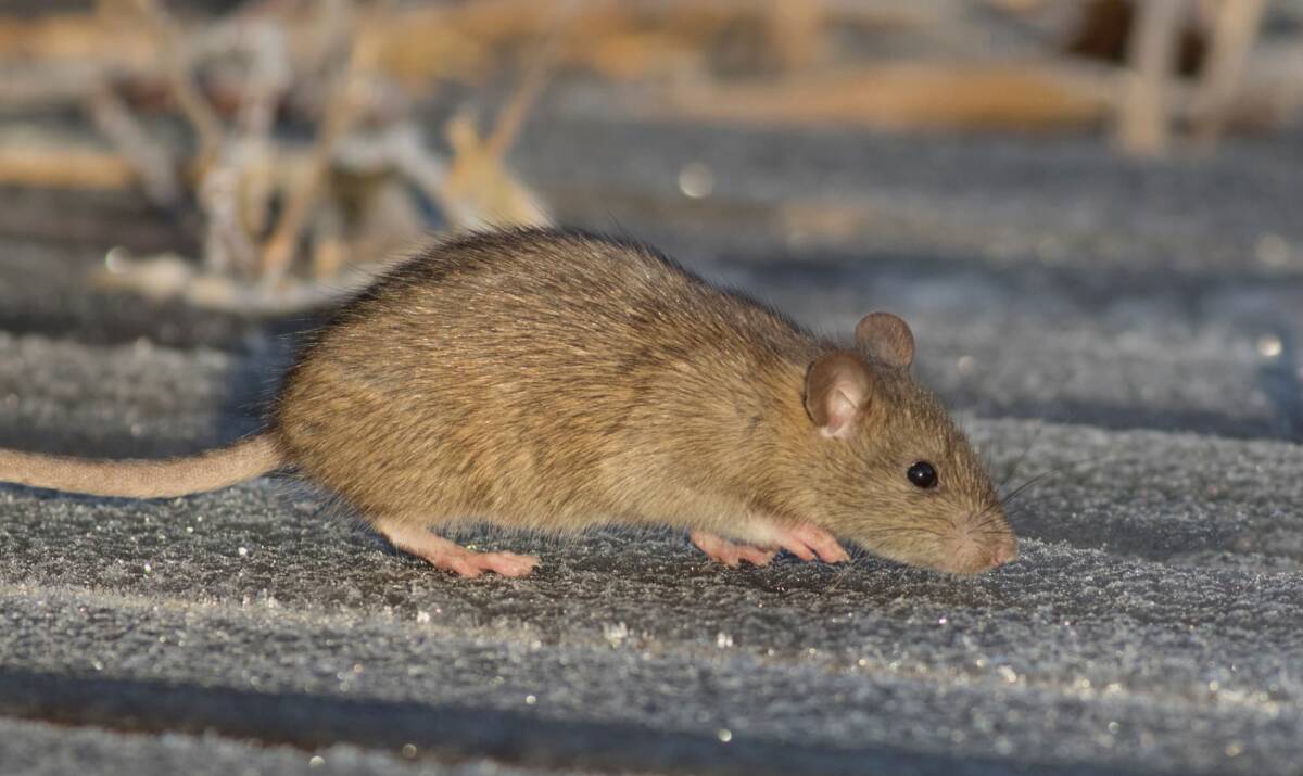 Comment savoir si des rats vivent dans vos murs sans les voir ? Montbéliard