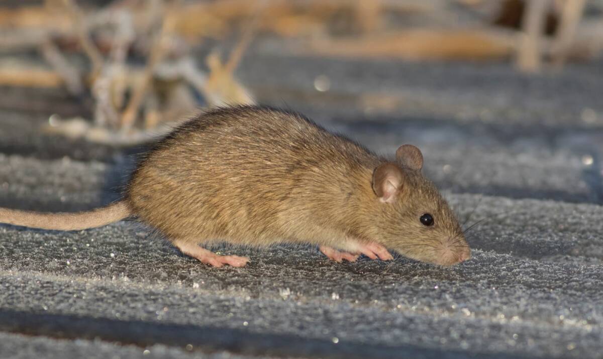 Comment éradiquer les rats ? Mulhouse