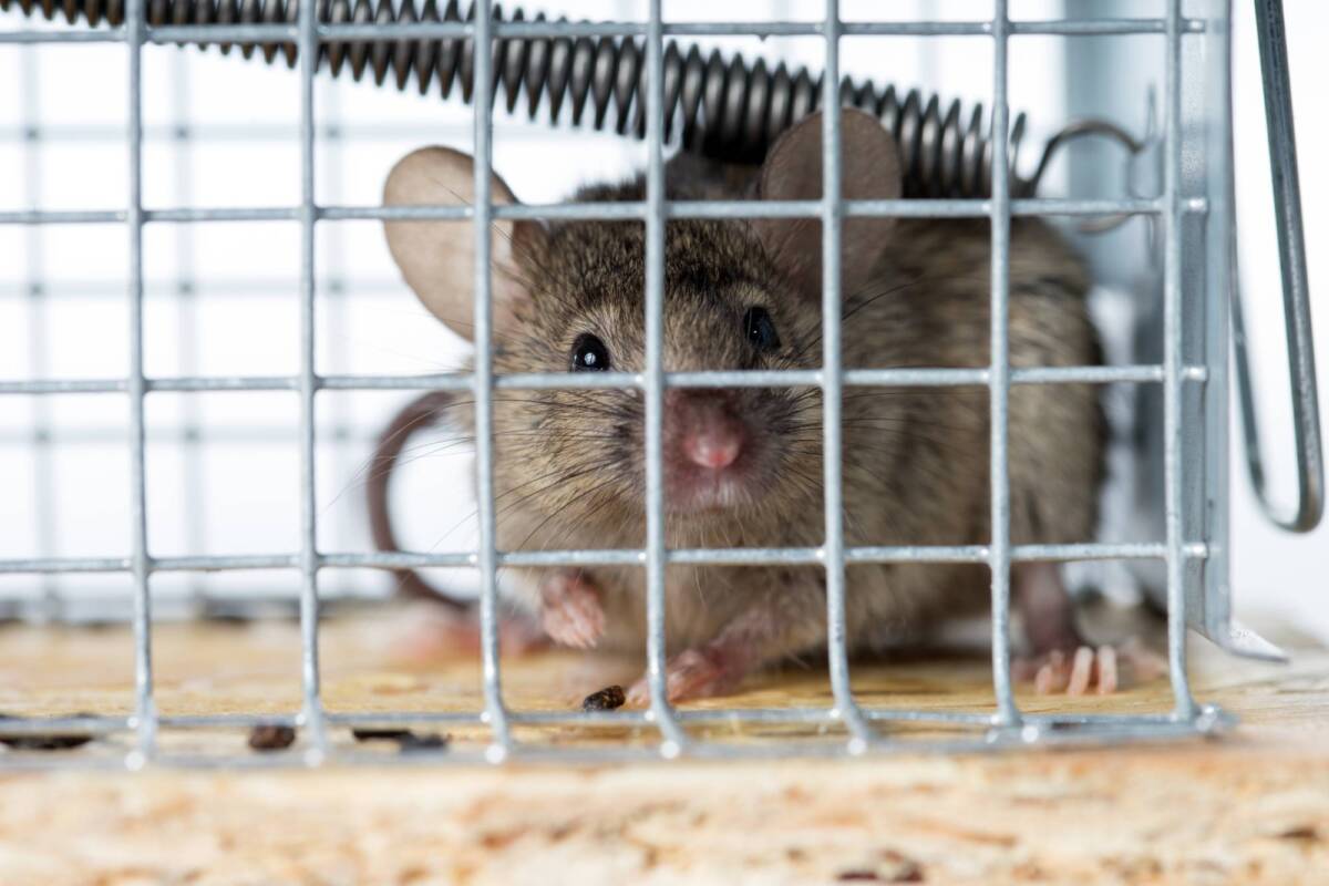 Comment les nouvelles technologies aident à lutter contre les rats ? Illzach