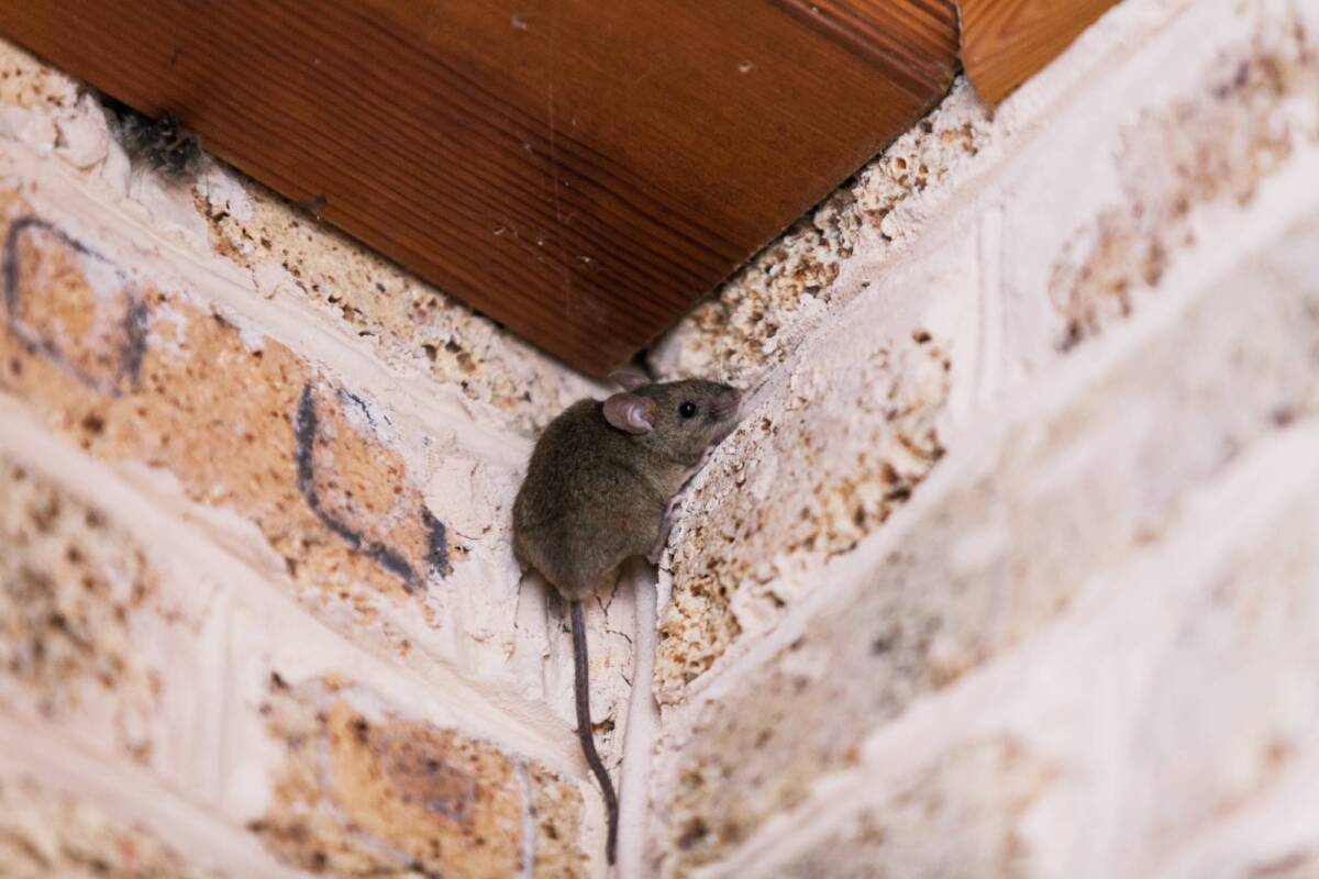 Est-ce que les rats grimpent sur les murs ? Colmar