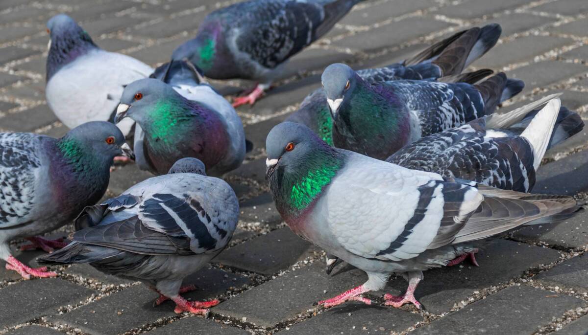 Dépigeonnisation en Alsace : débarrassez-vous des pigeons ! Saint-Louis 0