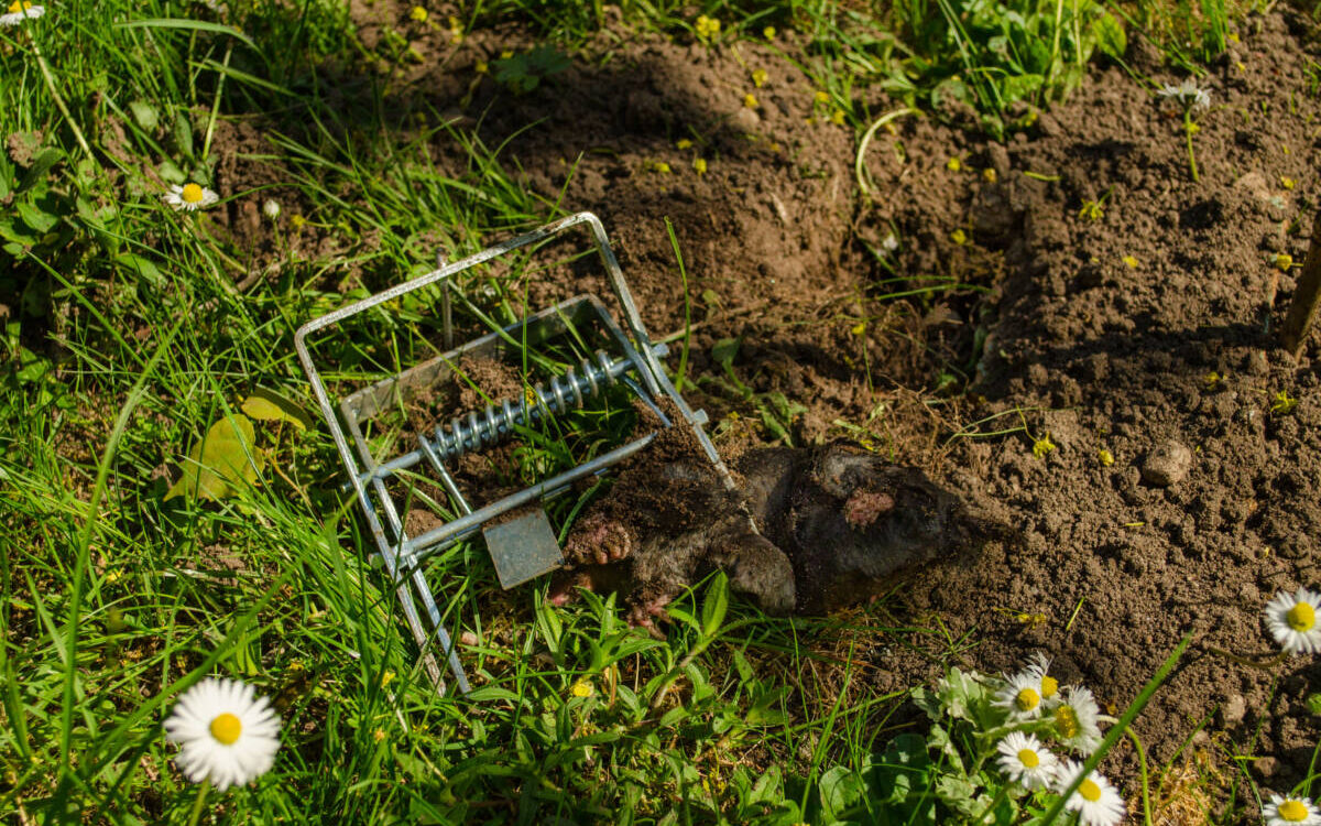 MOLETRAP 1200X750 | KD Pro Taupier professionnel pour l’élimination des taupes à Mulhouse en Alsace Mulhouse