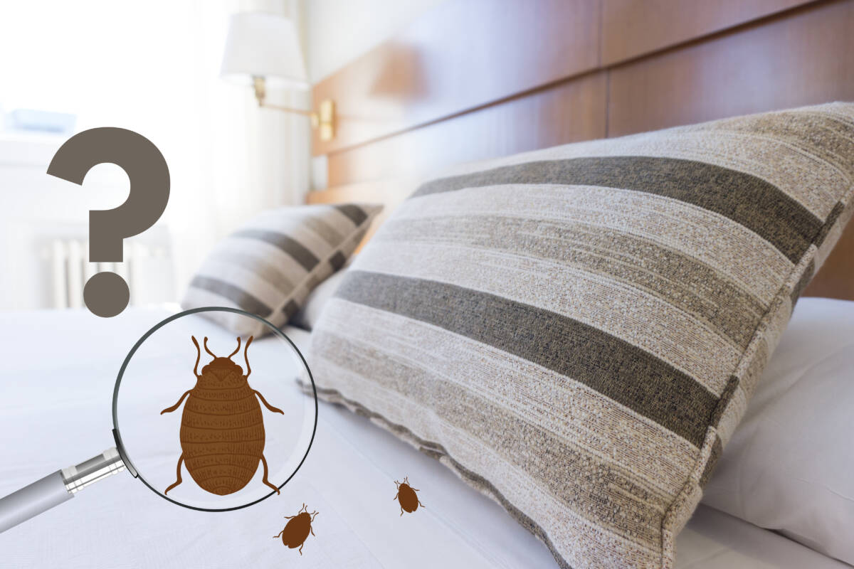 comment les punaises de lit arrivent dans un appartement
