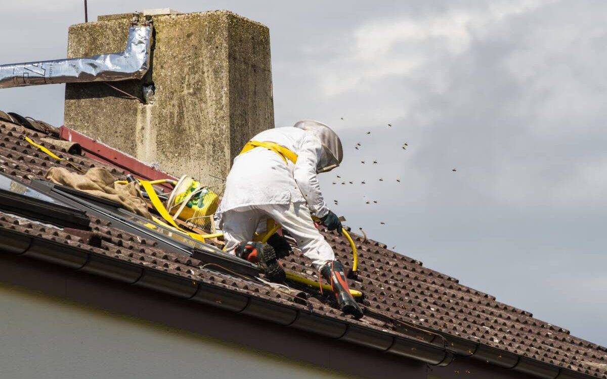 Entreprise de désinsectisation de nuisibles volants et rampants en Alsace Audincourt