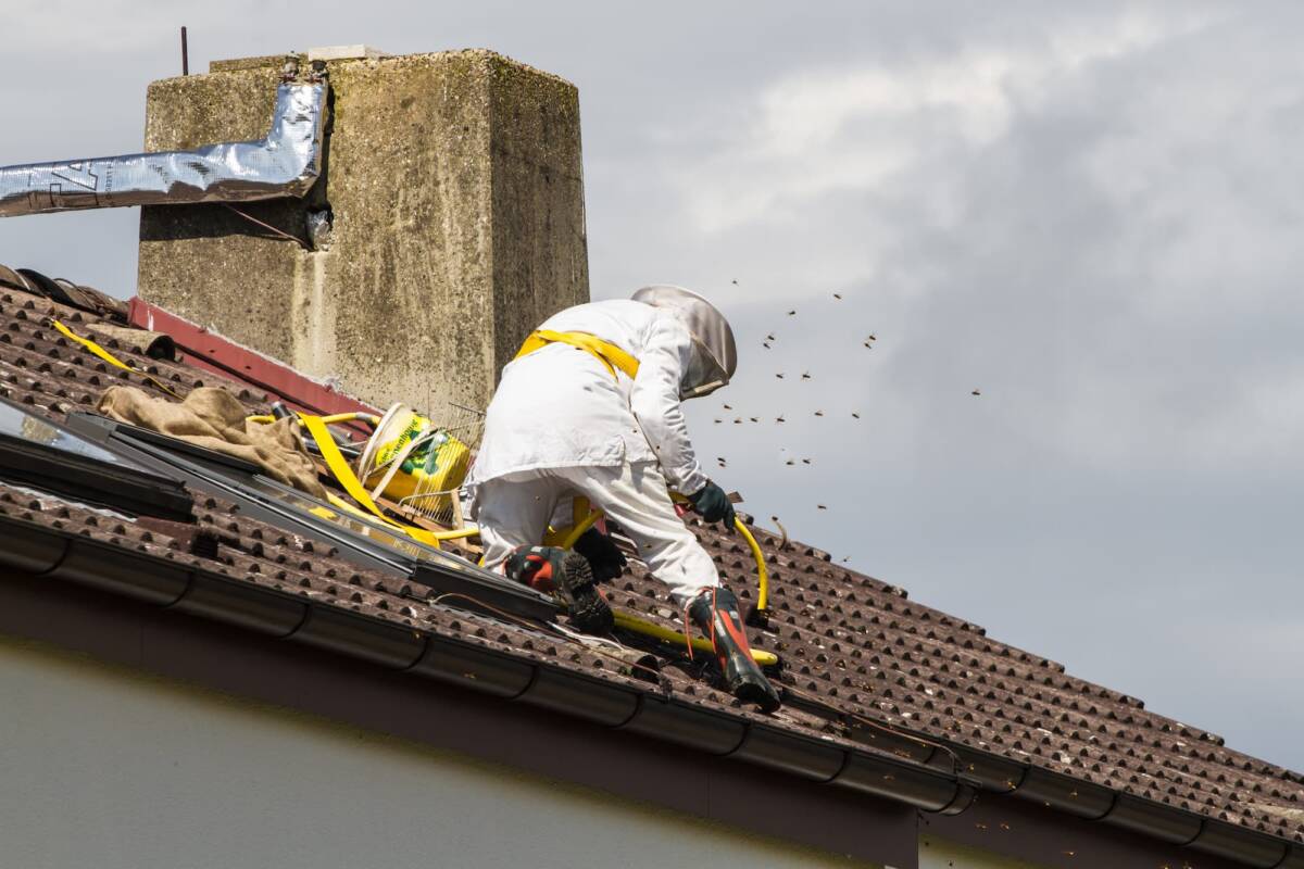 Entreprise de désinsectisation de nuisibles volants et rampants en Alsace Audincourt