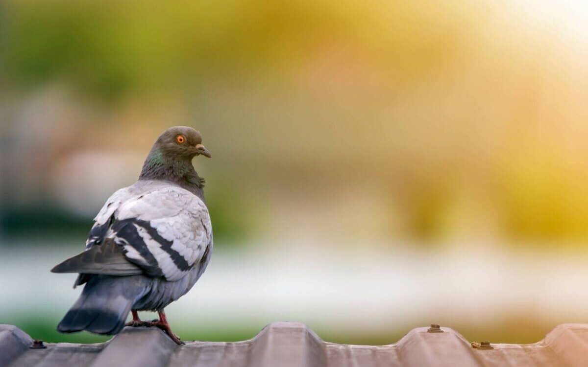 Pourquoi les pigeons reviennent toujours ? Montbéliard