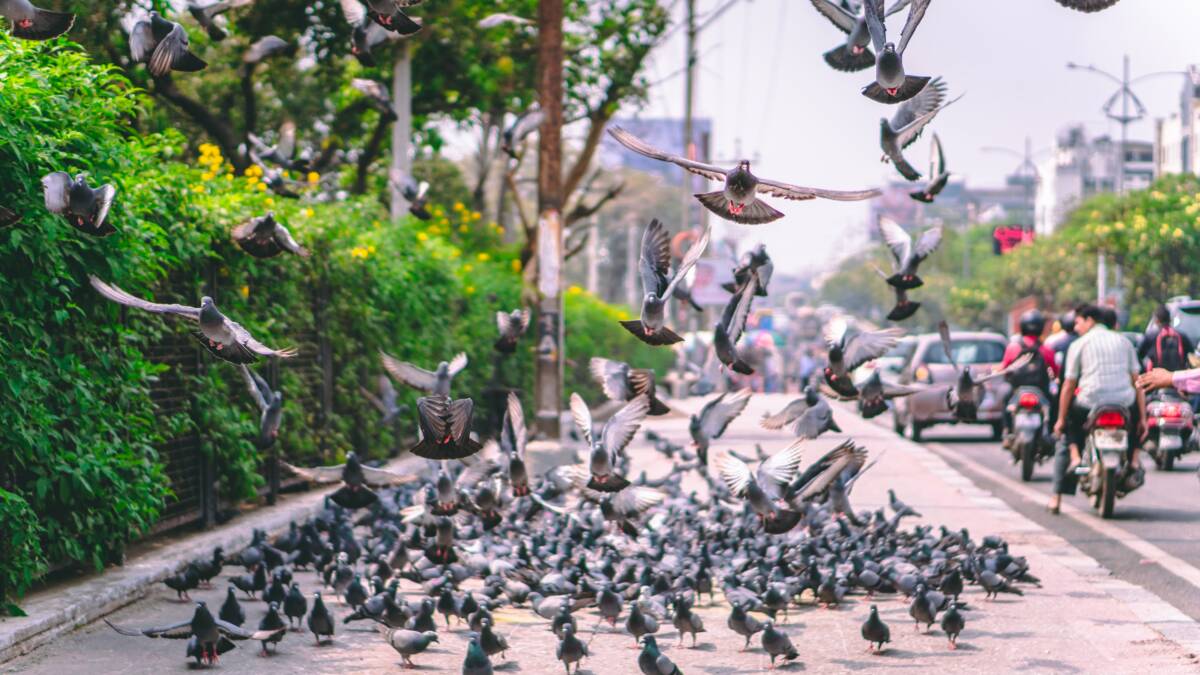 Dépigeonnisation en Alsace : débarrassez-vous des pigeons ! Saint-Louis