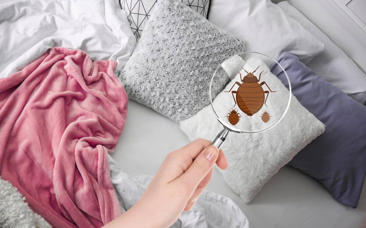 PUNAISE_DE_LIT_8 1200X750 | KD Pro Mythes et réalités : peut-on vraiment éradiquer les punaises de lit avec du ruban adhésif ? Audincourt