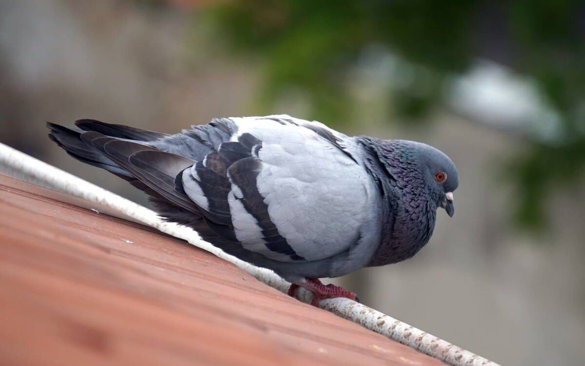 Comment faire fuir les pigeons naturellement ? Belfort