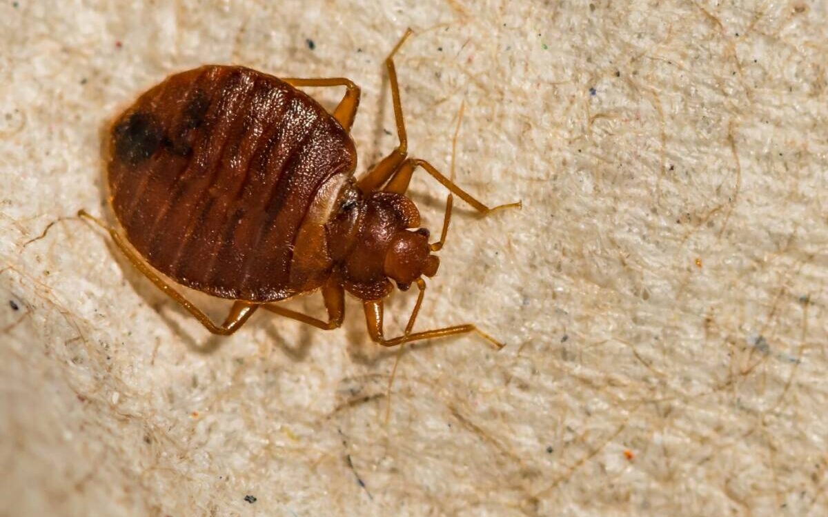 PUNAISE_DE_LIT_3 1200X750 | KD Pro Comment prévenir les infestations de blattes lors de rénovations ? Audincourt