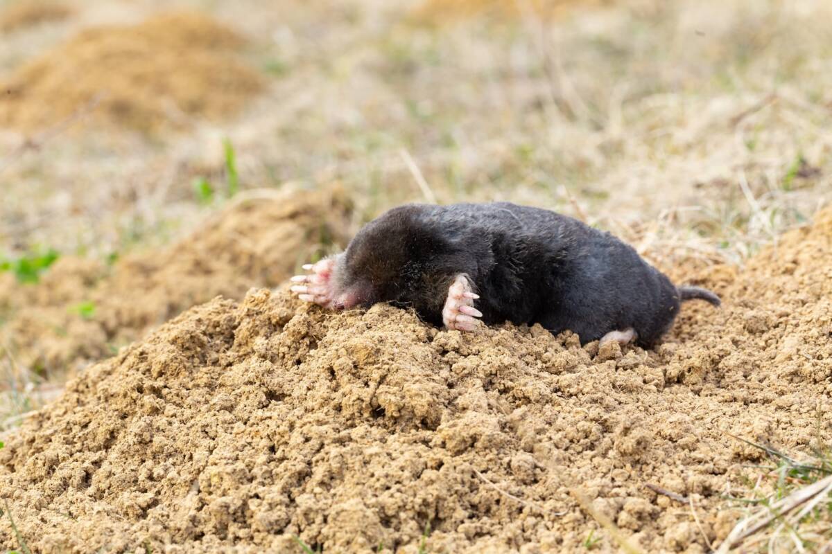Quelle est la différence entre une taupe et un rat taupier ? Mulhouse