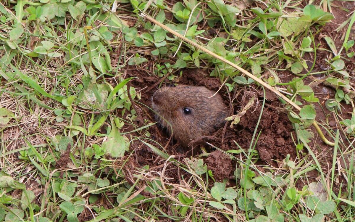 ADOBESTOCK_499192447 1200X750 | KD Pro Taupes et biodiversité : comment leur présence influence-t-elle votre sol ? Colmar