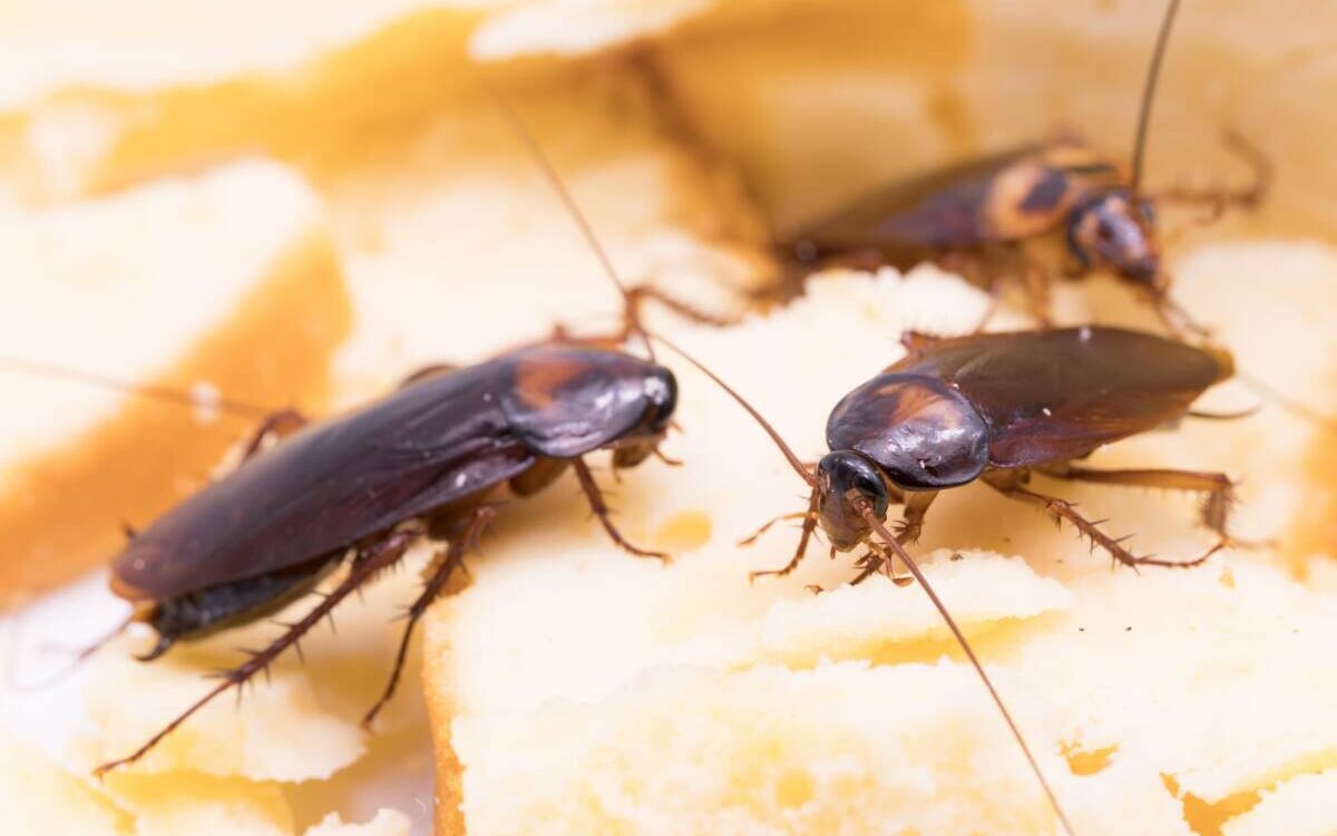 ADOBESTOCK_203649503 1200X750 | KD Pro Blattes volantes : quelles espèces sont les plus envahissantes ? Wittenheim
