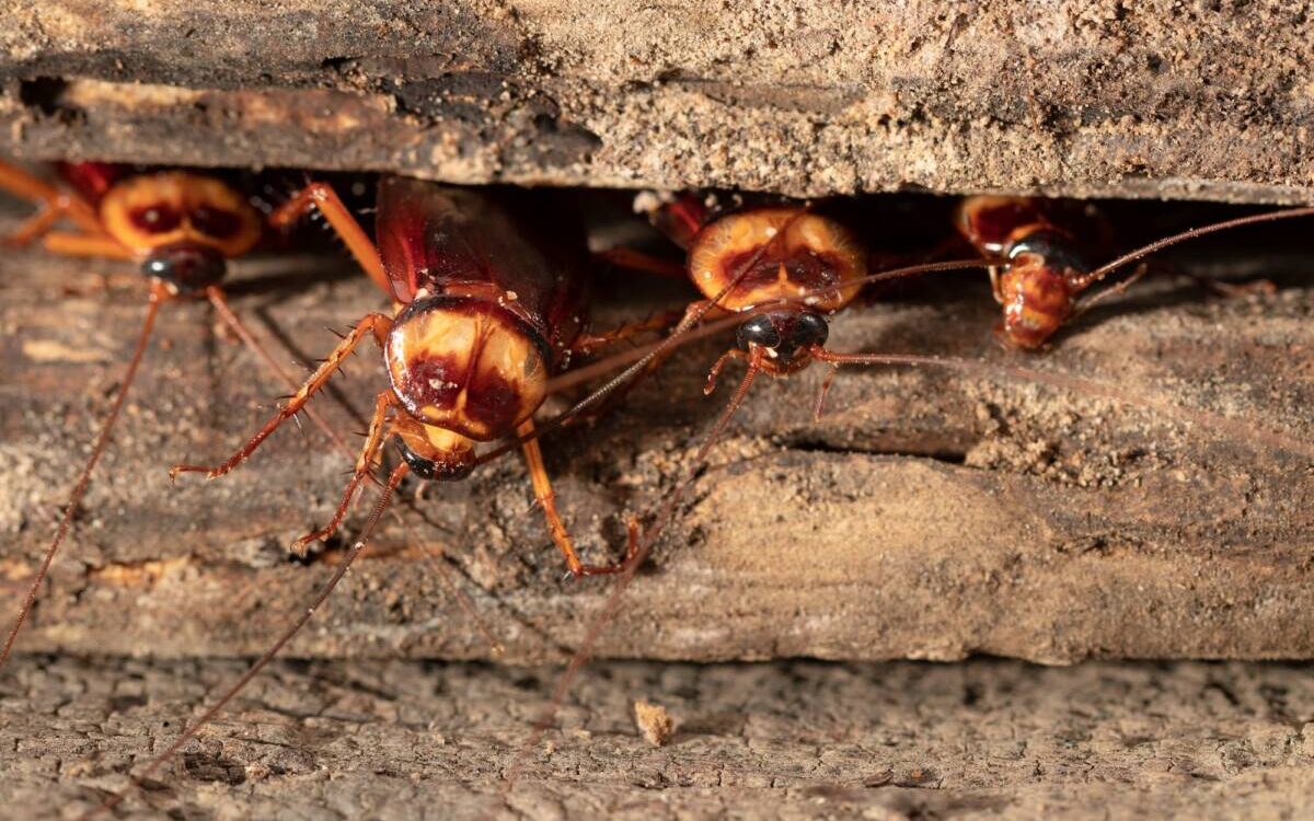 ADOBESTOCK_212681718 1200X750 | KD Pro Comment sécuriser les aires de jeux pour enfants contre les frelons ? Guebwiller