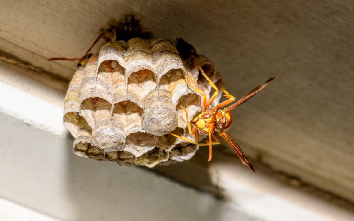 ADOBESTOCK_293037475 1200X750 | KD Pro Quels sont les meilleurs moyens de repérer un nid de frelons asiatiques en milieu rural ? Belfort