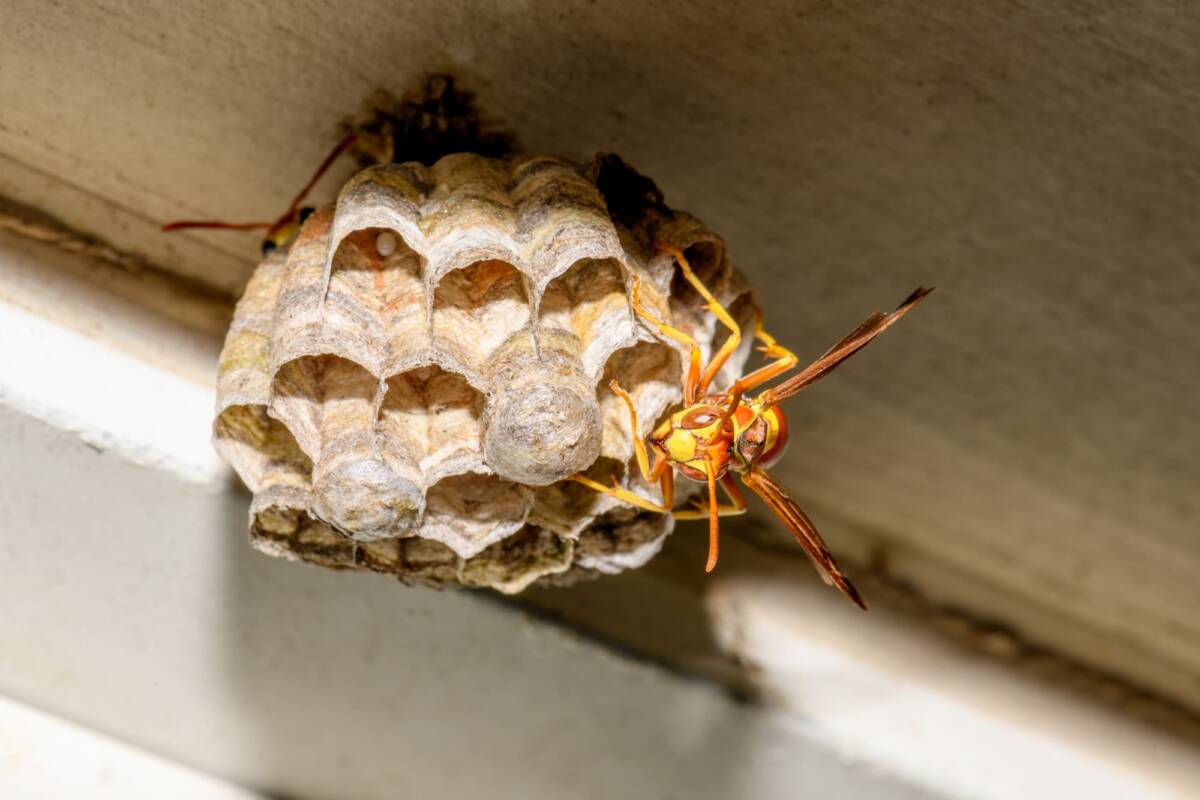 Quels sont les comportements des frelons à la tombée de la nuit ? Audincourt