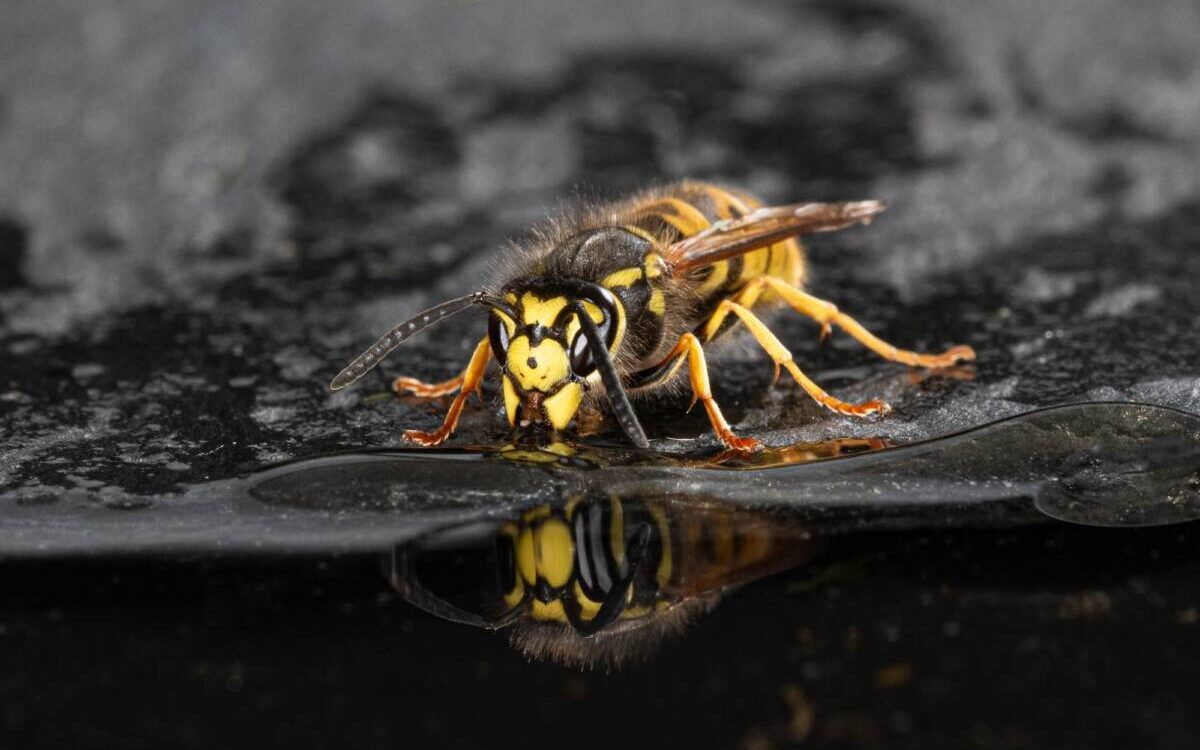 ADOBESTOCK_367261779 1200X750 | KD Pro Pourquoi les frelons construisent-ils leurs nids en hauteur ? Guebwiller