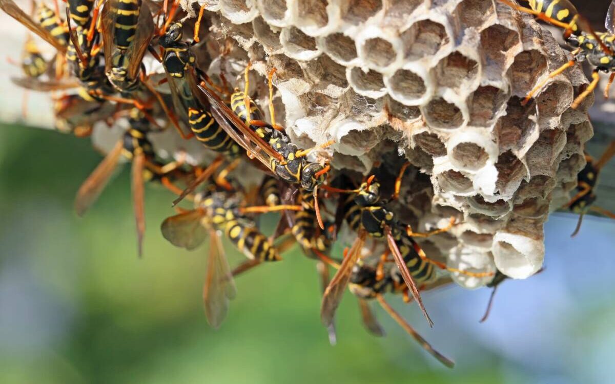 ADOBESTOCK_90175384 1200X750 | KD Pro Guêpes solitaires vs guêpes sociales : quelles différences ? Montbéliard