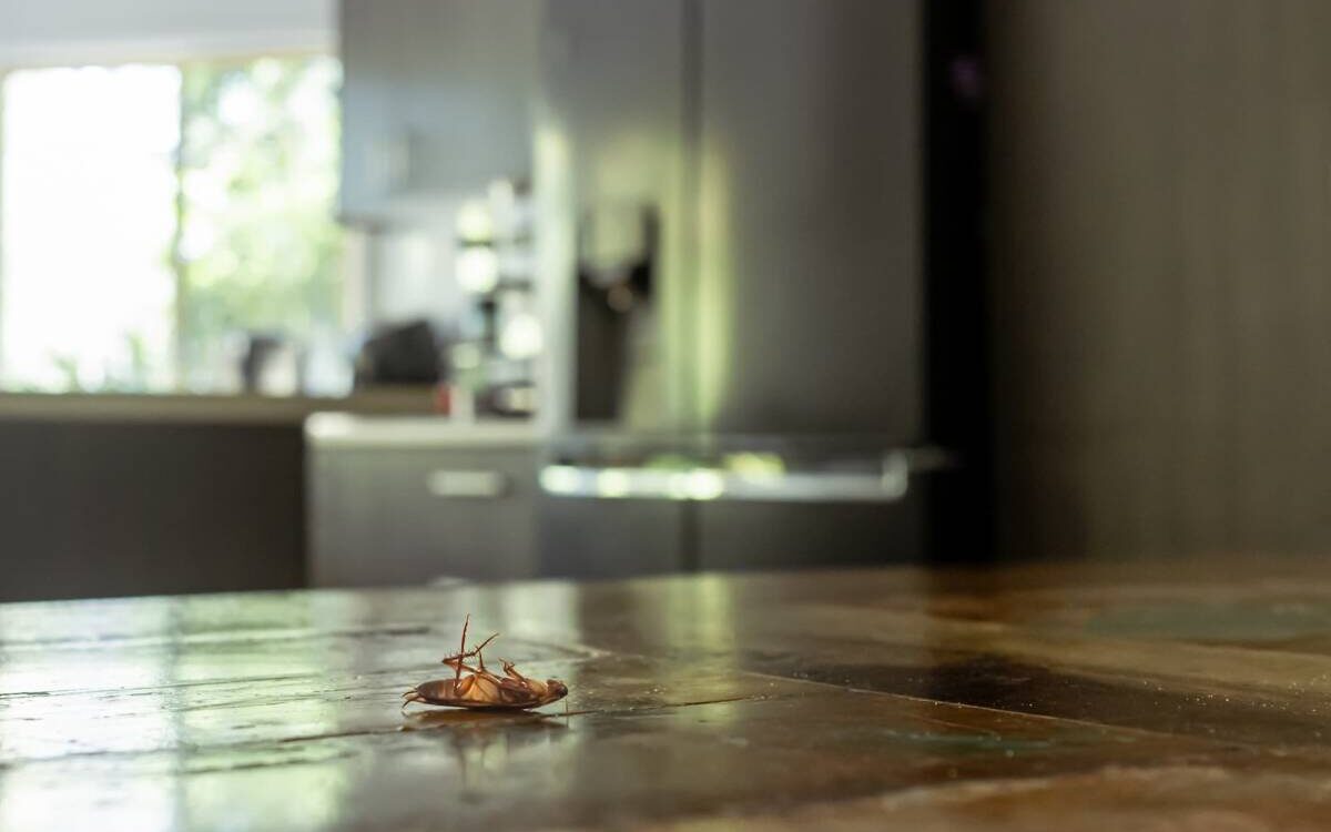 Les blattes cherchent-elles refuge dans vos appareils électroménagers en hiver ? Rixheim