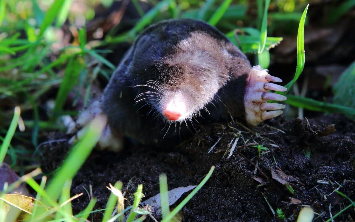 Les taupes sont-elles moins actives en hiver ? Ce qu’il faut savoir Colmar