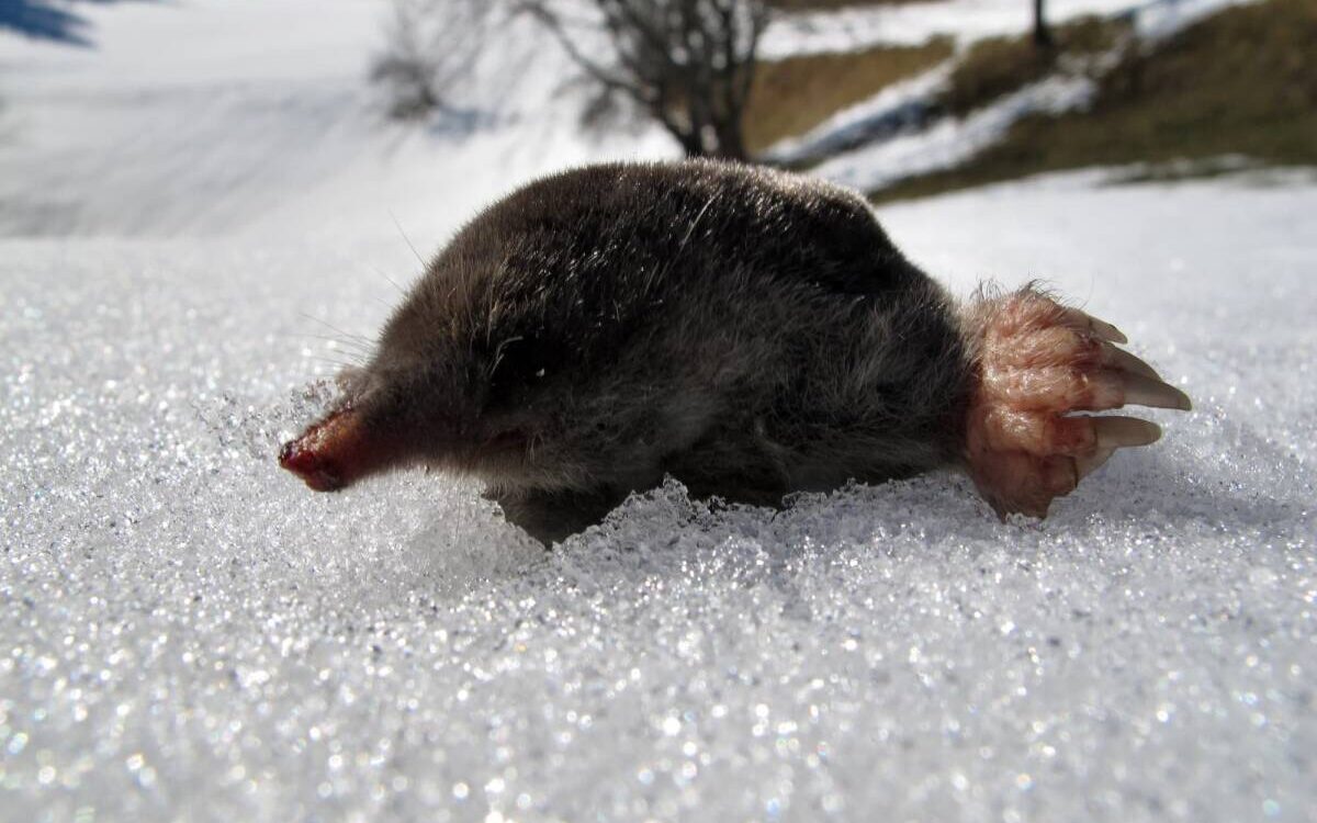 TAUPES_HIVER 2 1200X750 | KD Pro Faut-il lutter contre les taupes en hiver ou attendre le printemps ? Kingersheim
