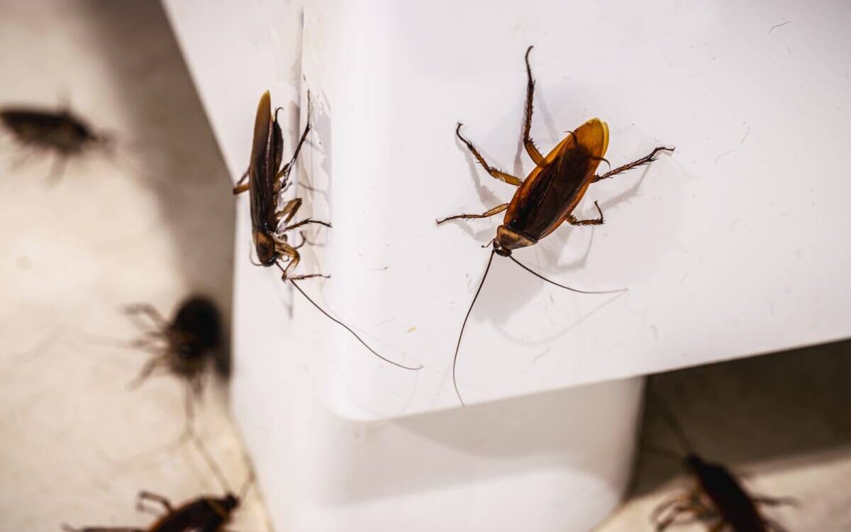 Pourquoi les blattes sont-elles plus actives dans les logements bien chauff&eacute;s en hiver ? Belfort