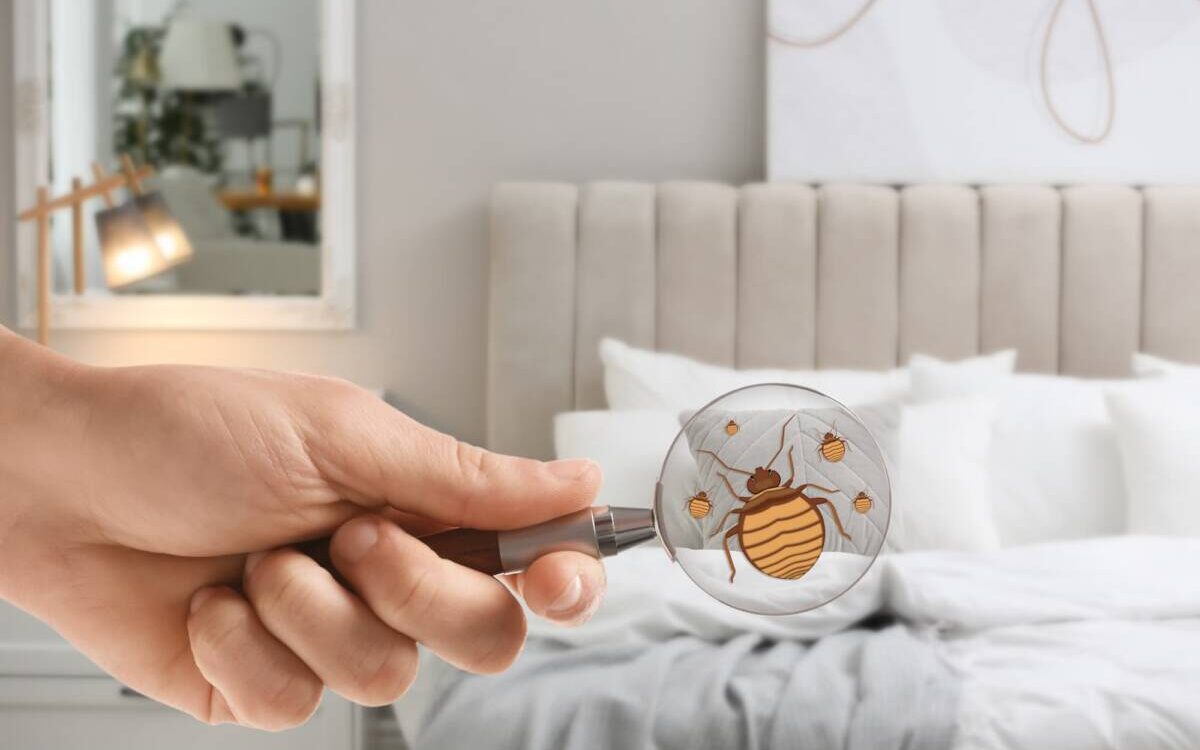 Comment &eacute;viter une infestation de punaises de lit pendant un s&eacute;jour &agrave; l&rsquo;h&ocirc;tel ou chez des proches ? Belfort