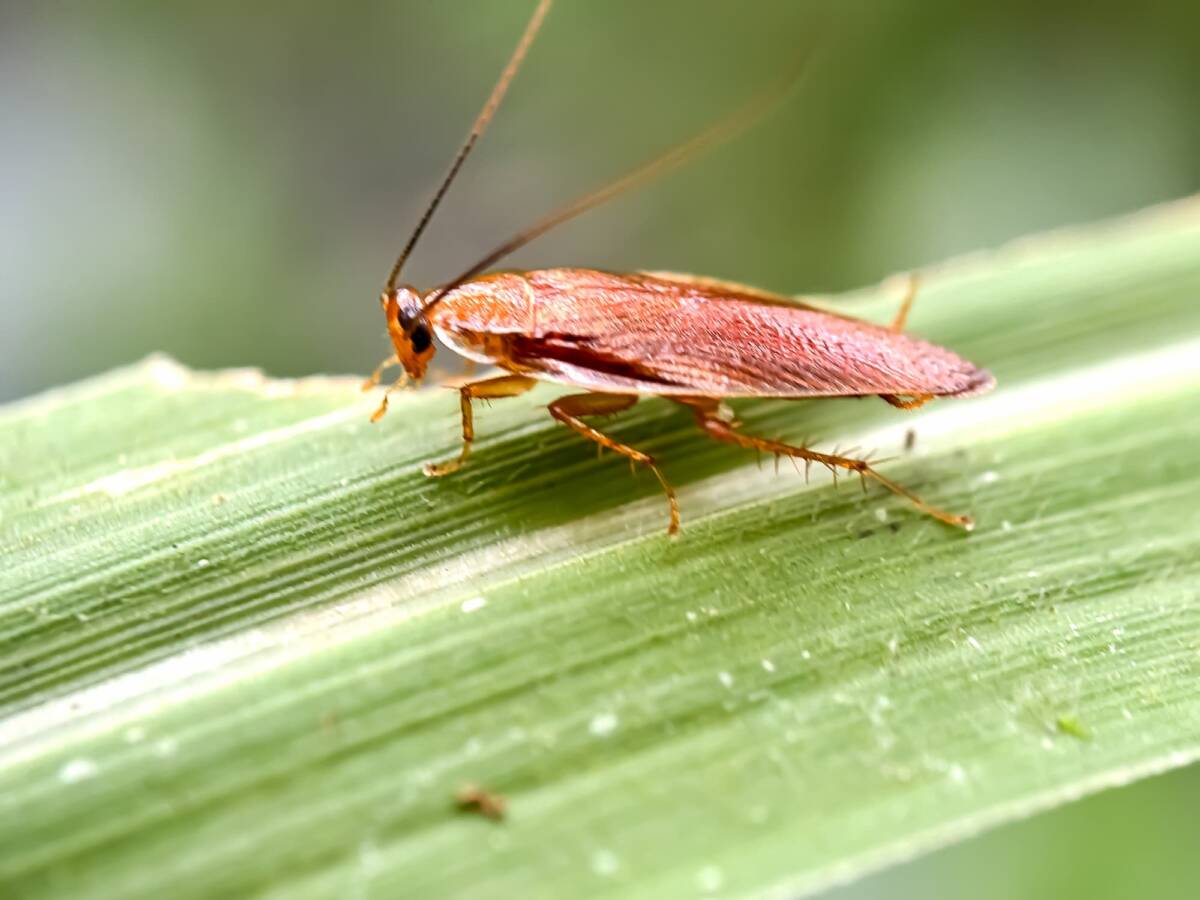 Quelles sont les erreurs courantes qui favorisent le retour des blattes au printemps ? Saint-Louis