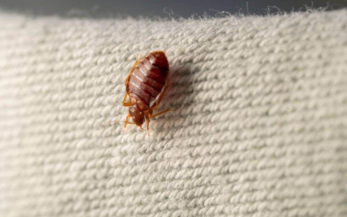 Pourquoi les punaises de lit sont-elles si difficiles &agrave; &eacute;radiquer sans aide professionnelle ? Kingersheim
