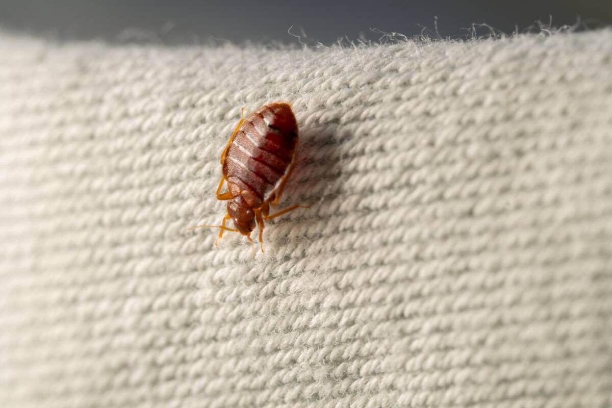 Pourquoi les punaises de lit sont-elles si difficiles &agrave; &eacute;radiquer sans aide professionnelle ? Kingersheim