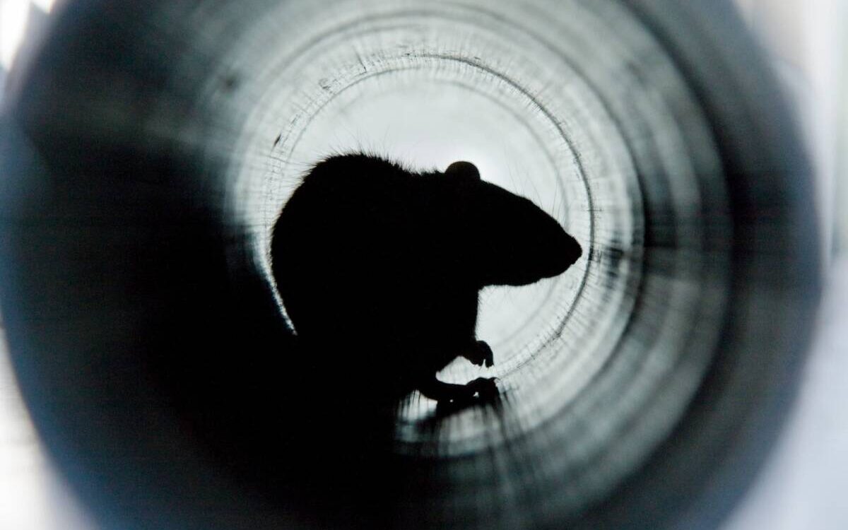 Comment &eacute;viter une r&eacute;infestation de rats apr&egrave;s une d&eacute;ratisation ? Mulhouse