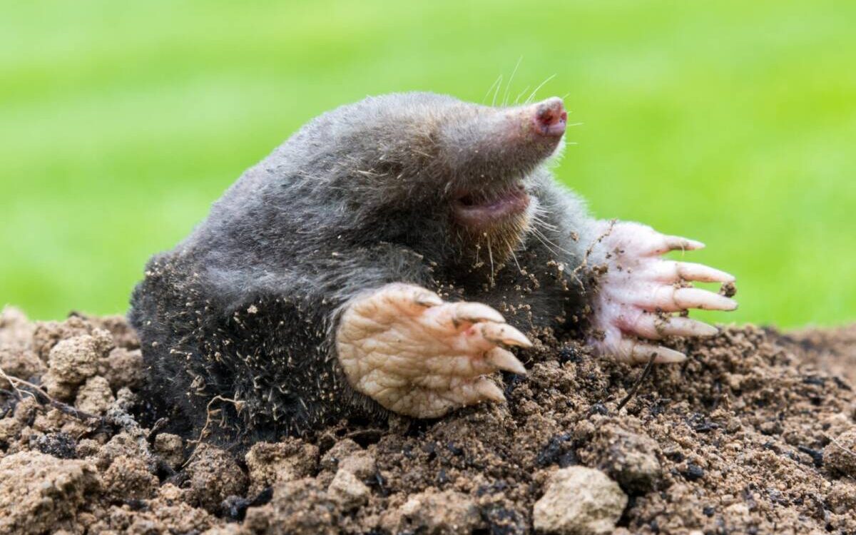 Pourquoi les taupes deviennent-elles plus actives apr&egrave;s de fortes pluies ? Saint-Louis