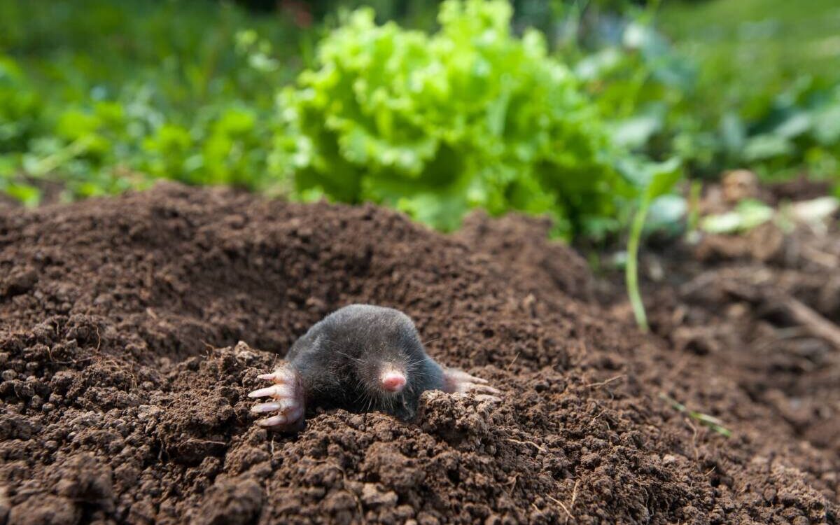 Pourquoi les taupes r&eacute;apparaissent-elles dans les jardins d&egrave;s la fin de l&rsquo;hiver ? Montb&eacute;liard