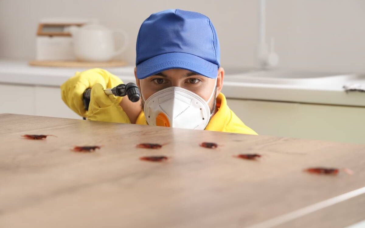 Blattes et &eacute;lectrom&eacute;nager : comment &eacute;viter qu&rsquo;elles s&rsquo;installent dans votre cuisine ? Colmar