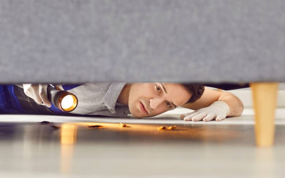 BLATTES_MEUBLE 1200X750 | KD Pro Comment prévenir une infestation de blattes après l’achat de meubles ou d’appareils d’occasion ? Kingersheim