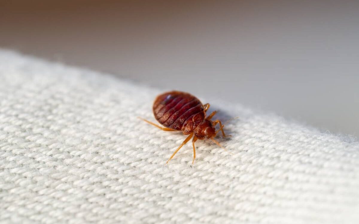 Les punaises de lit peuvent-elles survivre au froid ? Colmar