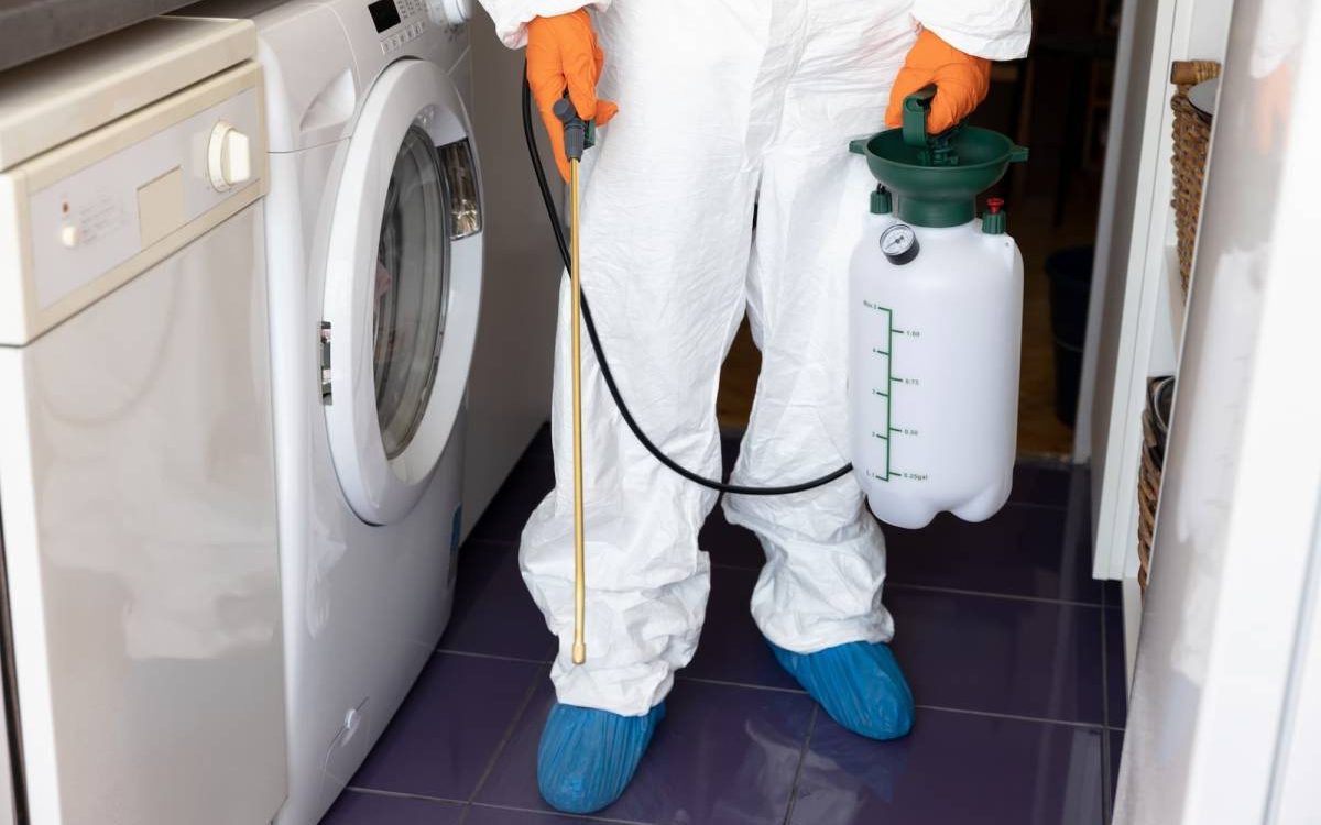 Pourquoi les blattes se dirigent-elles vers les pi&egrave;ces humides au printemps ? Guebwiller