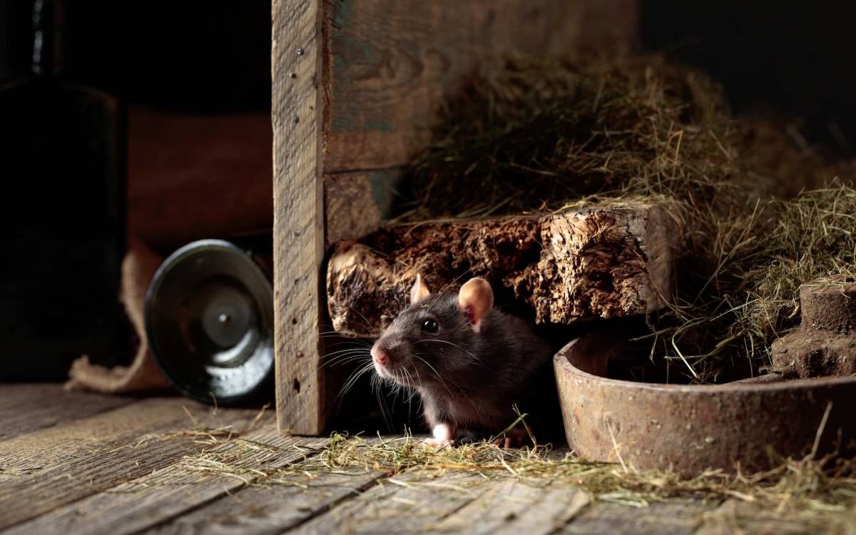 Les rats grimpent-ils vraiment jusqu&rsquo;au grenier ? Montb&eacute;liard