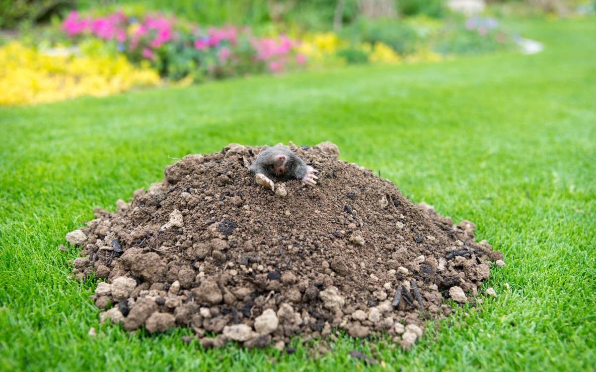 Taupini&egrave;res au printemps : que r&eacute;v&egrave;lent-elles sur l&rsquo;&eacute;tat de votre sol ? Audincourt