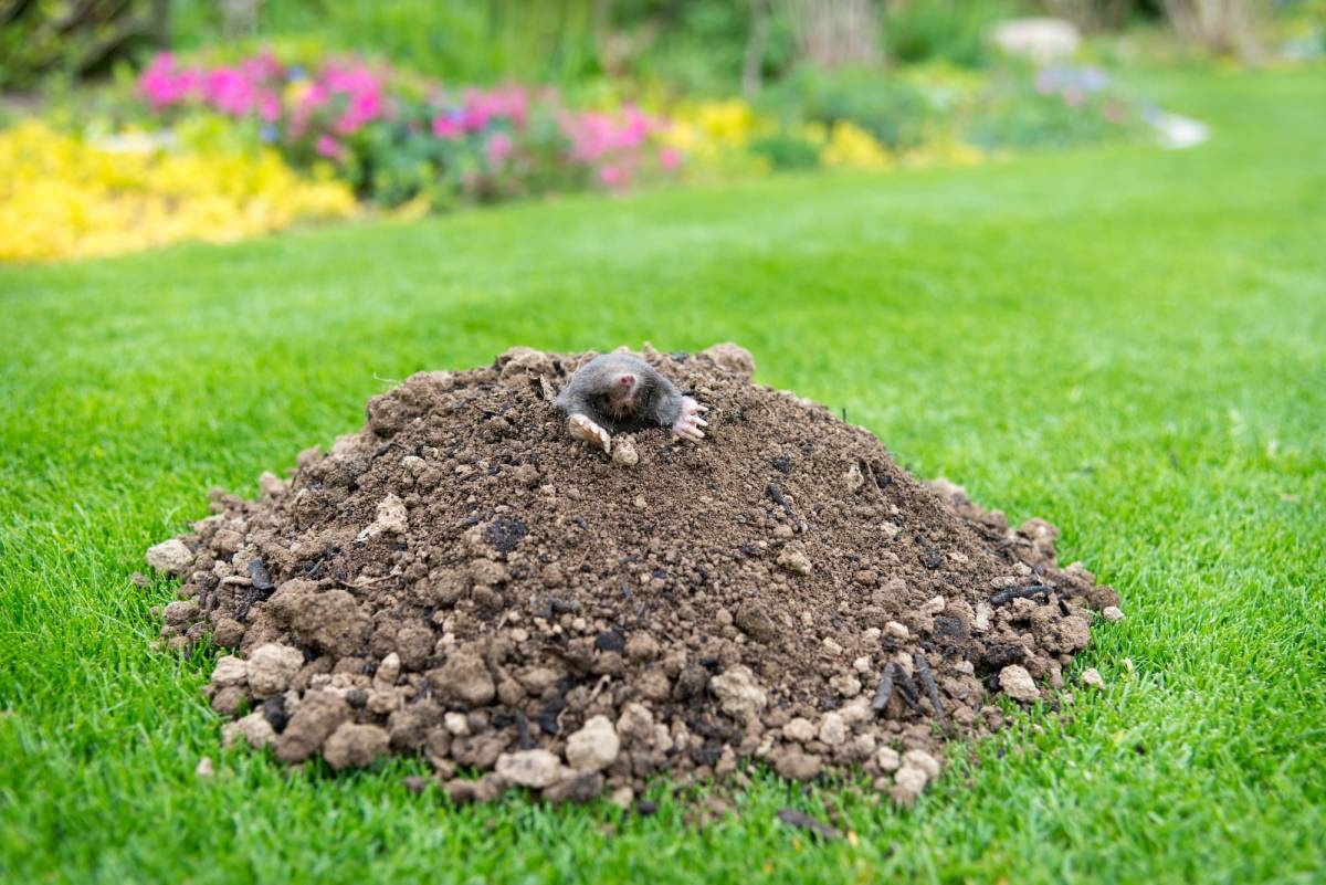 Taupini&egrave;res au printemps : que r&eacute;v&egrave;lent-elles sur l&rsquo;&eacute;tat de votre sol ? Audincourt