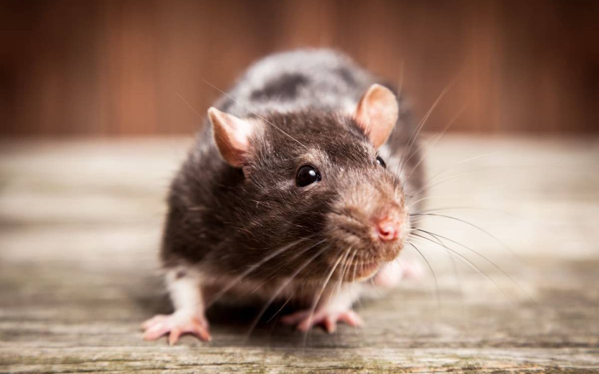 RAT_MAISON 1200X750 | KD Pro Quels sont les recoins préférés des rats pour nicher dans une maison ? Belfort