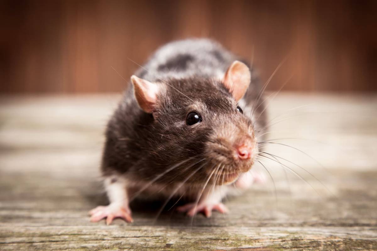 Quels sont les recoins pr&eacute;f&eacute;r&eacute;s des rats pour nicher dans une maison ? Belfort