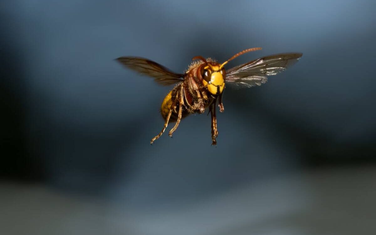 FRELON 1200X750 | KD Pro Pourquoi les frelons deviennent-ils plus agressifs en été ? Kingersheim