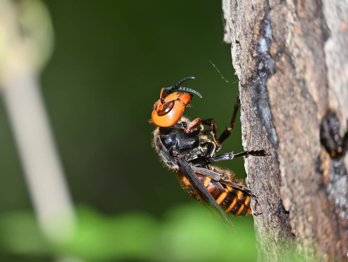 Comment &eacute;viter que les frelons ne reviennent chaque ann&eacute;e ? Rixheim