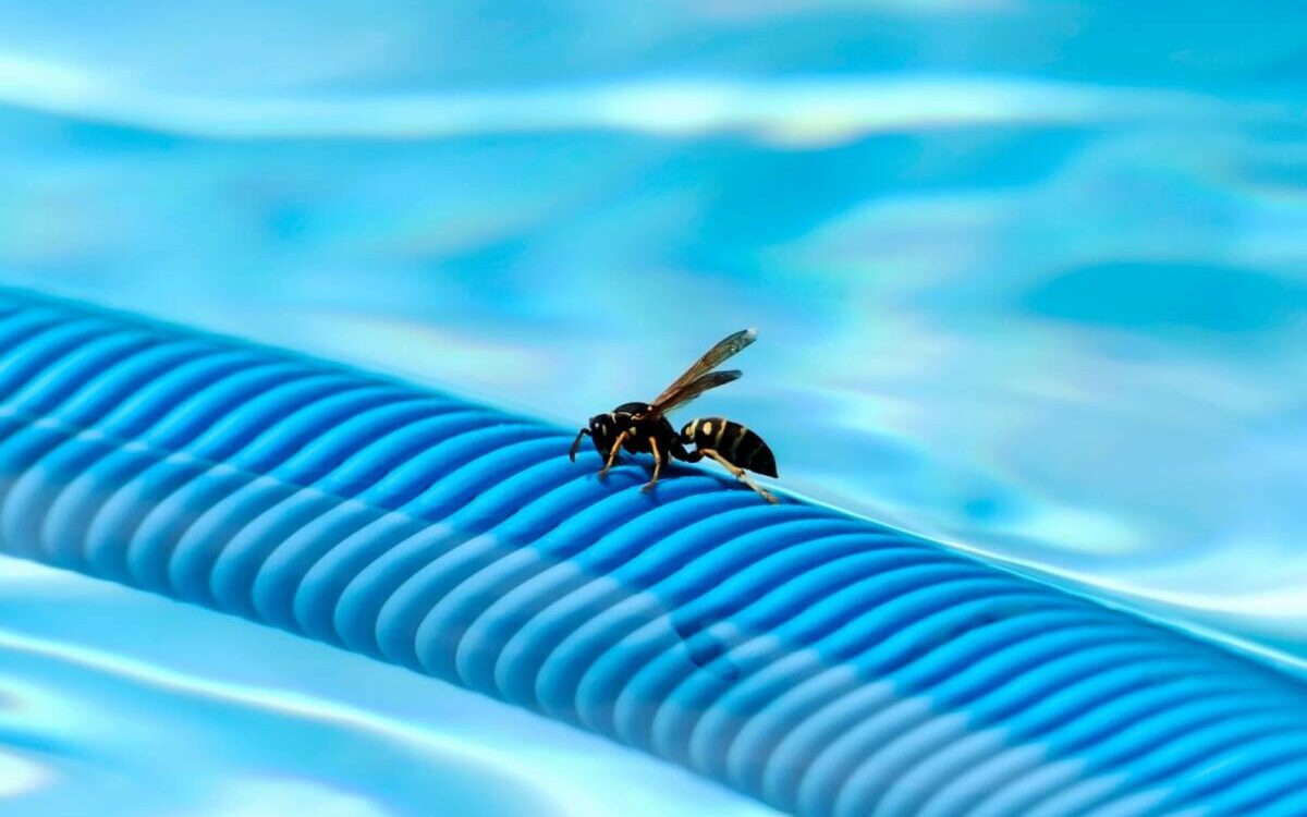 Pourquoi les gu&ecirc;pes aiment-elles s&rsquo;installer pr&egrave;s des piscines ? Illzach