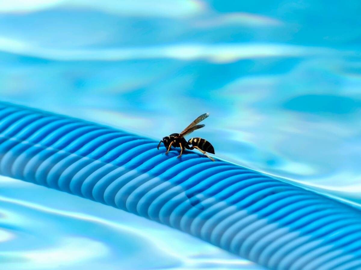 Pourquoi les gu&ecirc;pes aiment-elles s&rsquo;installer pr&egrave;s des piscines ? Illzach