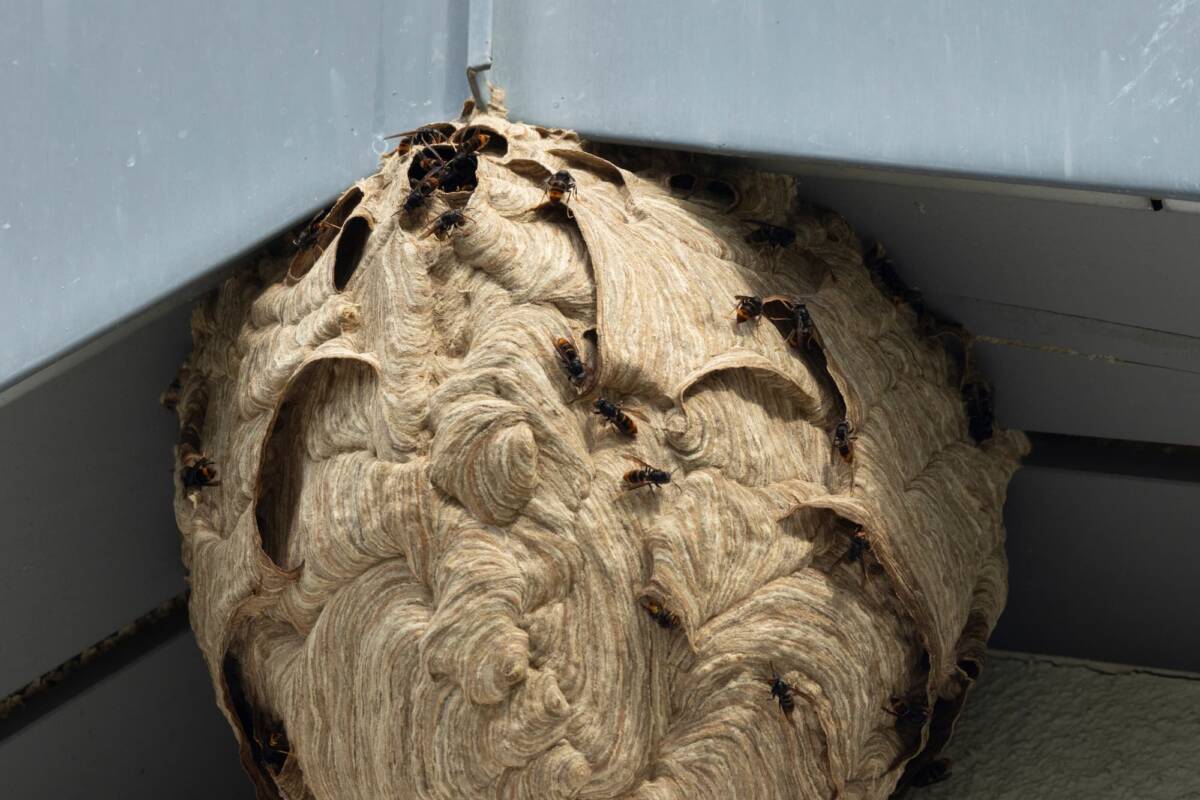 Quelle est la meilleure p&eacute;riode pour traiter un nid de frelons ? Guebwiller