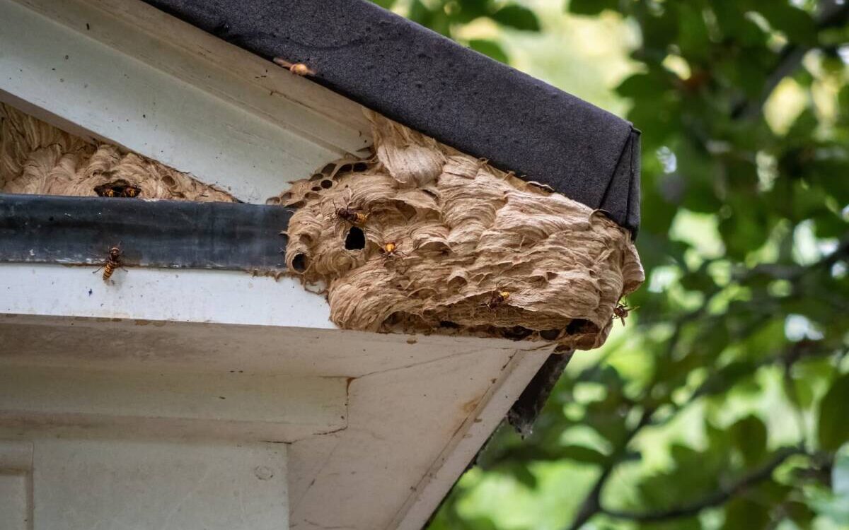 FRELON_NID 1200X750 | KD Pro Que faire si un frelon entre dans votre maison en pleine journée ? Kingersheim