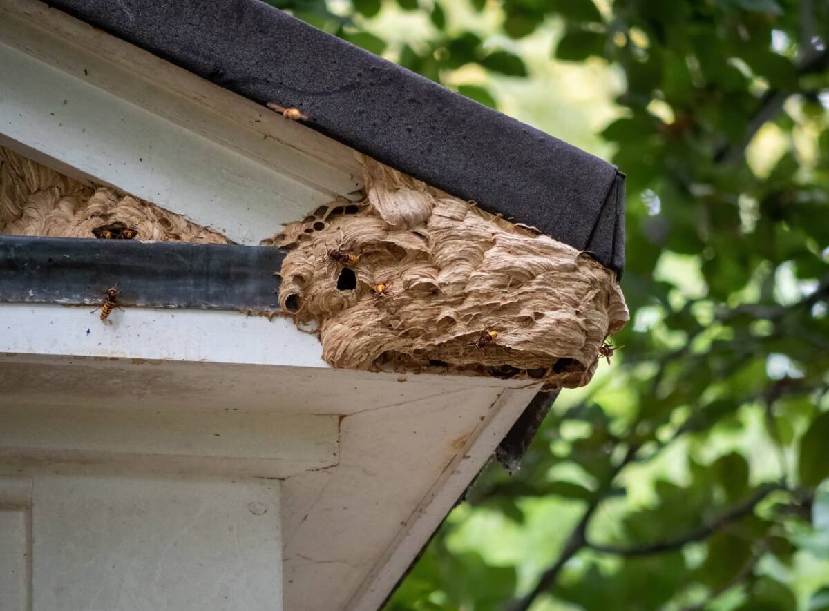 Que faire si un frelon entre dans votre maison en pleine journ&eacute;e ? Kingersheim